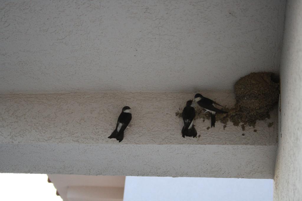 Apartment G6 Kopaonik Dış mekan fotoğraf