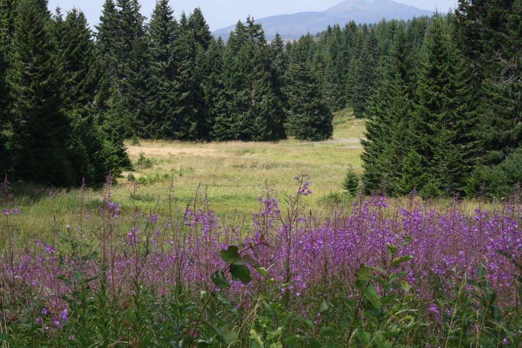 Apartment G6 Kopaonik Dış mekan fotoğraf